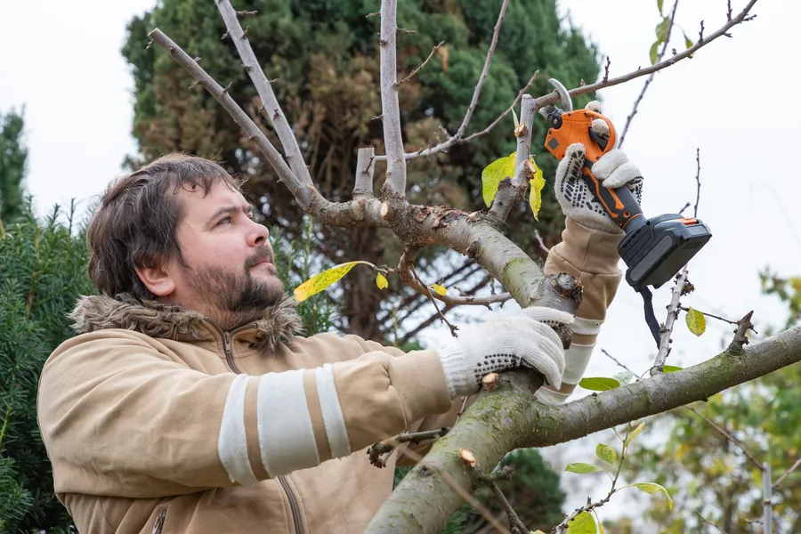 Experienced Tree Pruning Sierra Vista, AZ Experienced Tree Pruning Sierra Vista, AZ