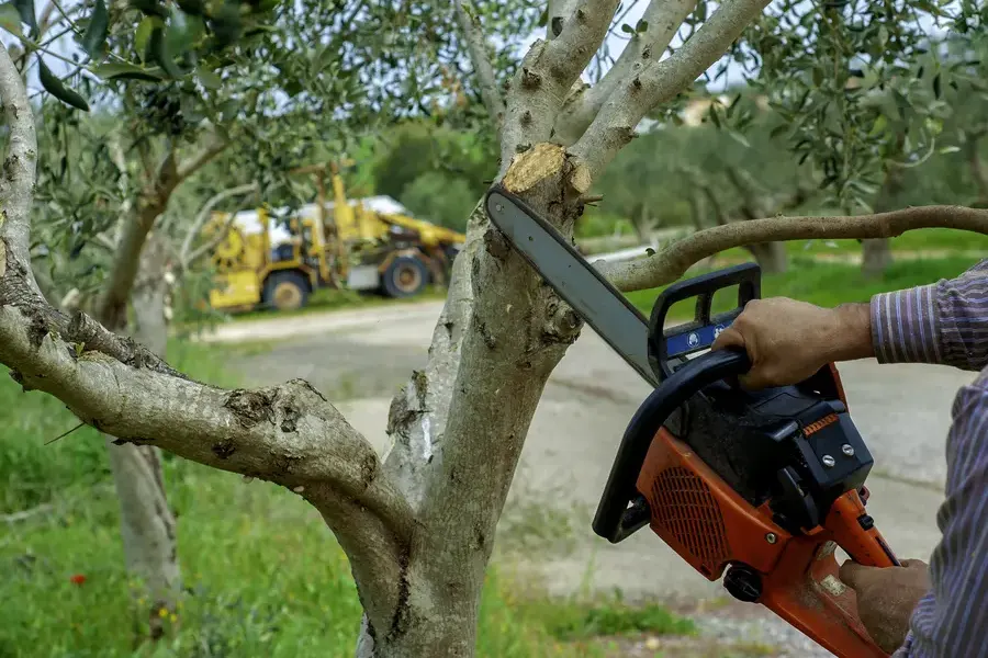 How Tree Trimming Helps Prevent Property Damage Sierra Vista, AZ
