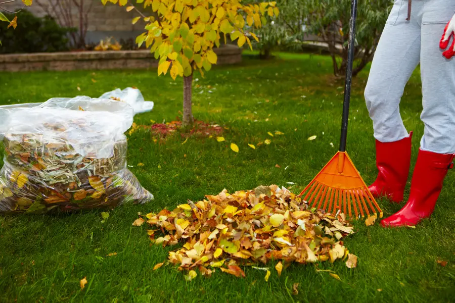 Premium Yard Cleanup Sierra Vista, AZ
