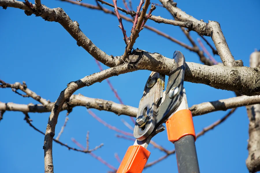 The Role Of Tree Pruning In Enhancing Curb Appeal And Value Sierra Vista, AZ